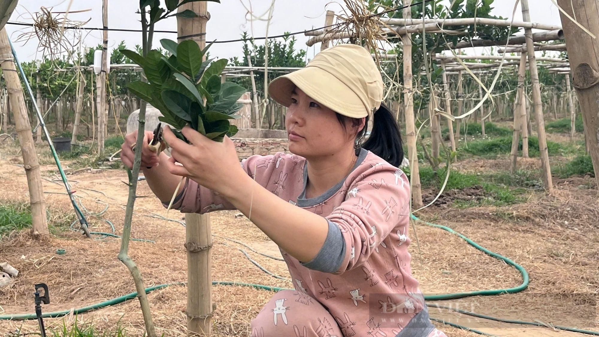 Mất trắng 100% vườn phật thủ, người nông dân khóc ròng đón Tết buồn - Ảnh 6.