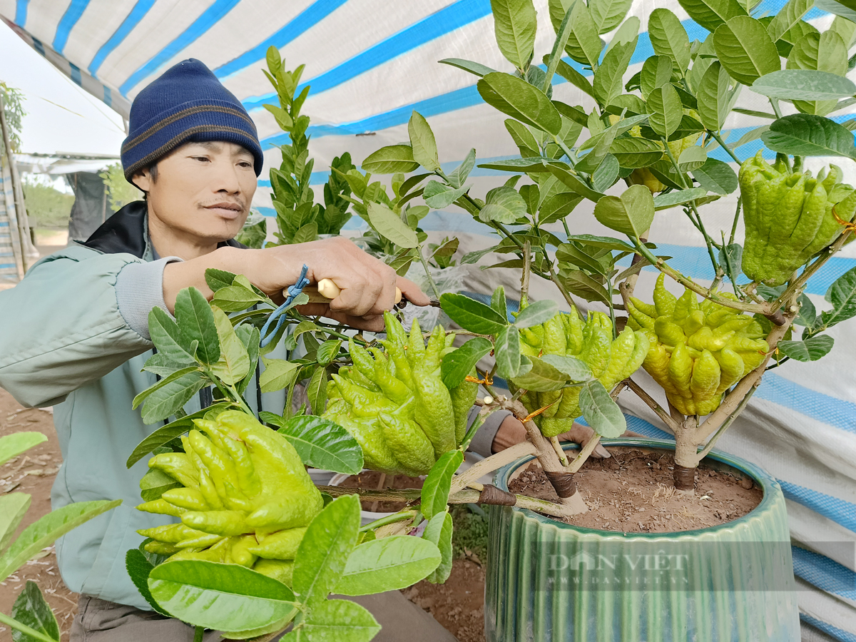 Cận Tết, cây bonsai "bàn tay phật" đắt khách, nhiều nhà vườn ở Thủ đô đã "cháy hàng" - Ảnh 1.