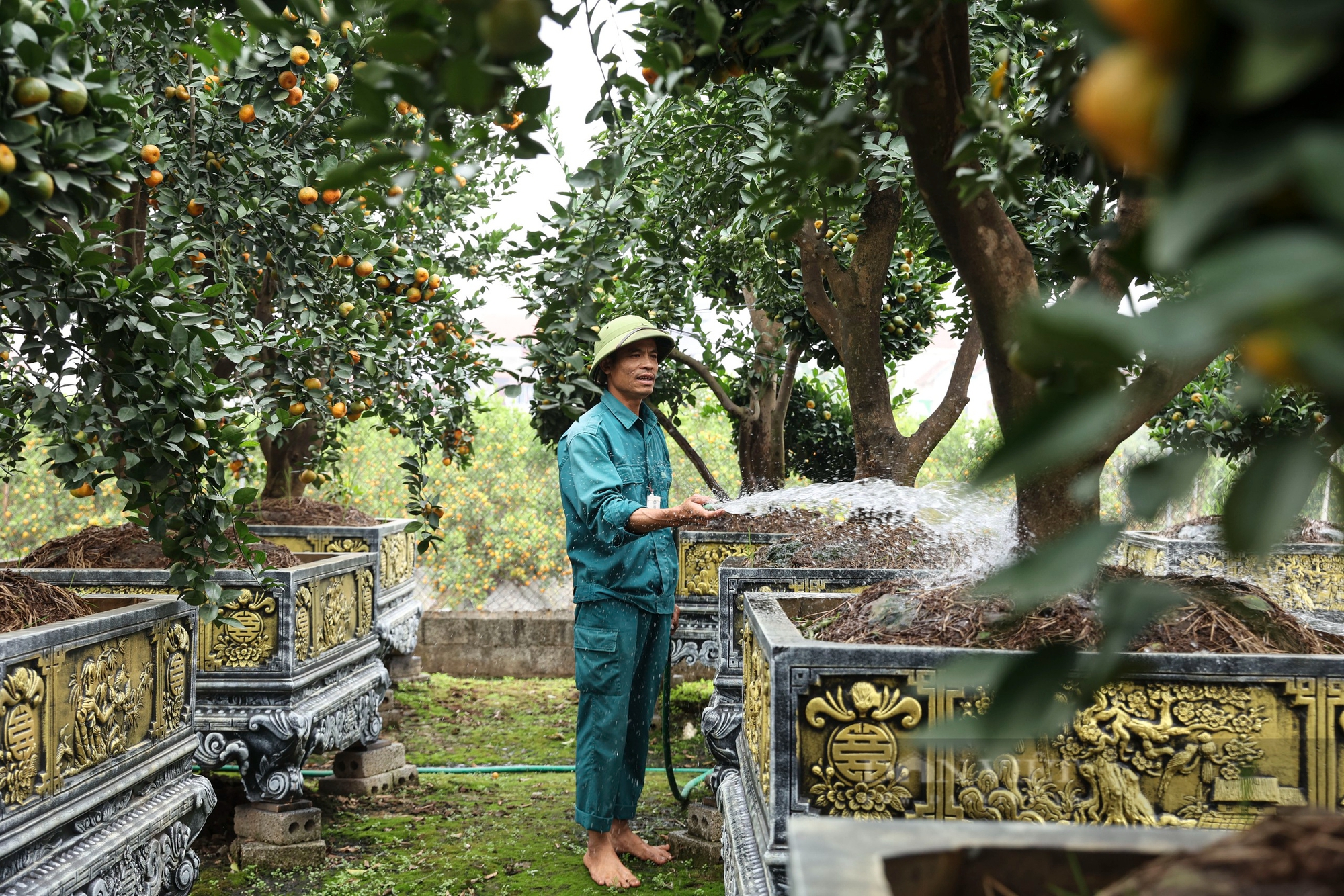 Tăng giá hàng chục triệu đồng, quýt lục bình Hưng Yên vẫn "cháy hàng" trước Tết  - Ảnh 2.