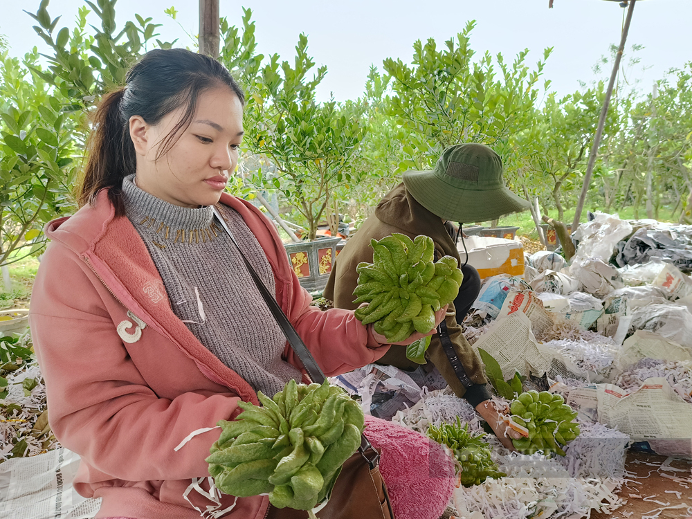 Cận Tết, cây bonsai "bàn tay phật" đắt khách, nhiều nhà vườn ở Thủ đô đã "cháy hàng" - Ảnh 4.