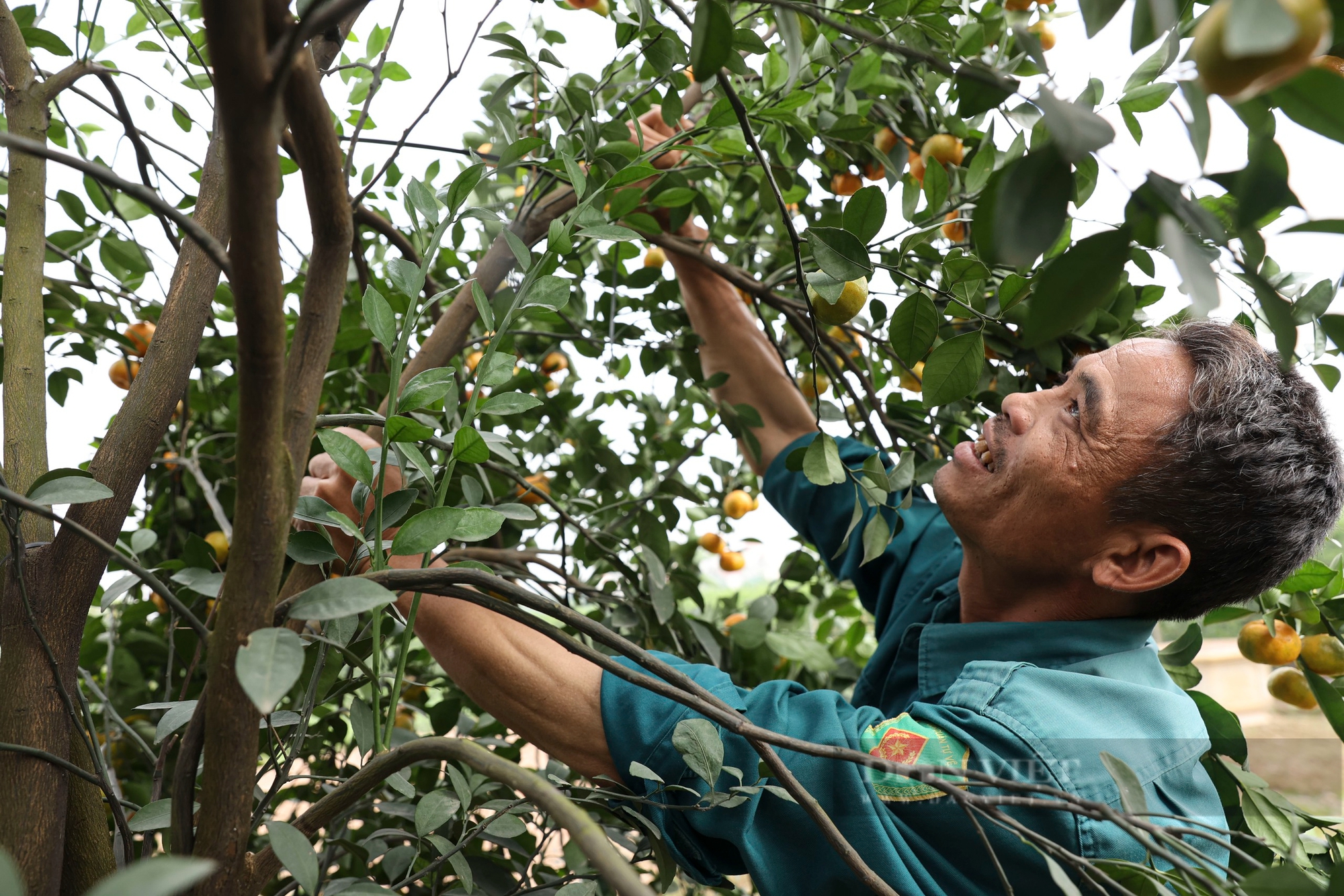 Tăng giá hàng chục triệu đồng, quýt lục bình Hưng Yên vẫn "cháy hàng" trước Tết  - Ảnh 9.