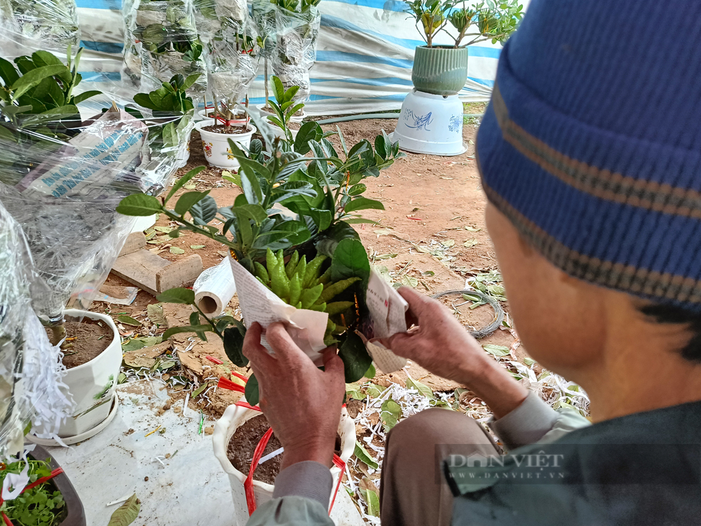 Cận Tết, cây bonsai "bàn tay phật" đắt khách, nhiều nhà vườn ở Thủ đô đã "cháy hàng" - Ảnh 5.