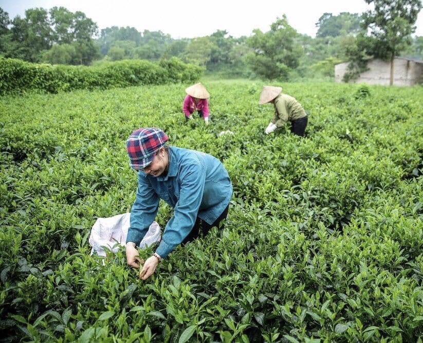 Doanh nghiệp liên tục ra mắt phân bón thế hệ mới, cung cấp các giải pháp "canh tác xanh" cho nông nghiệp - Ảnh 3.