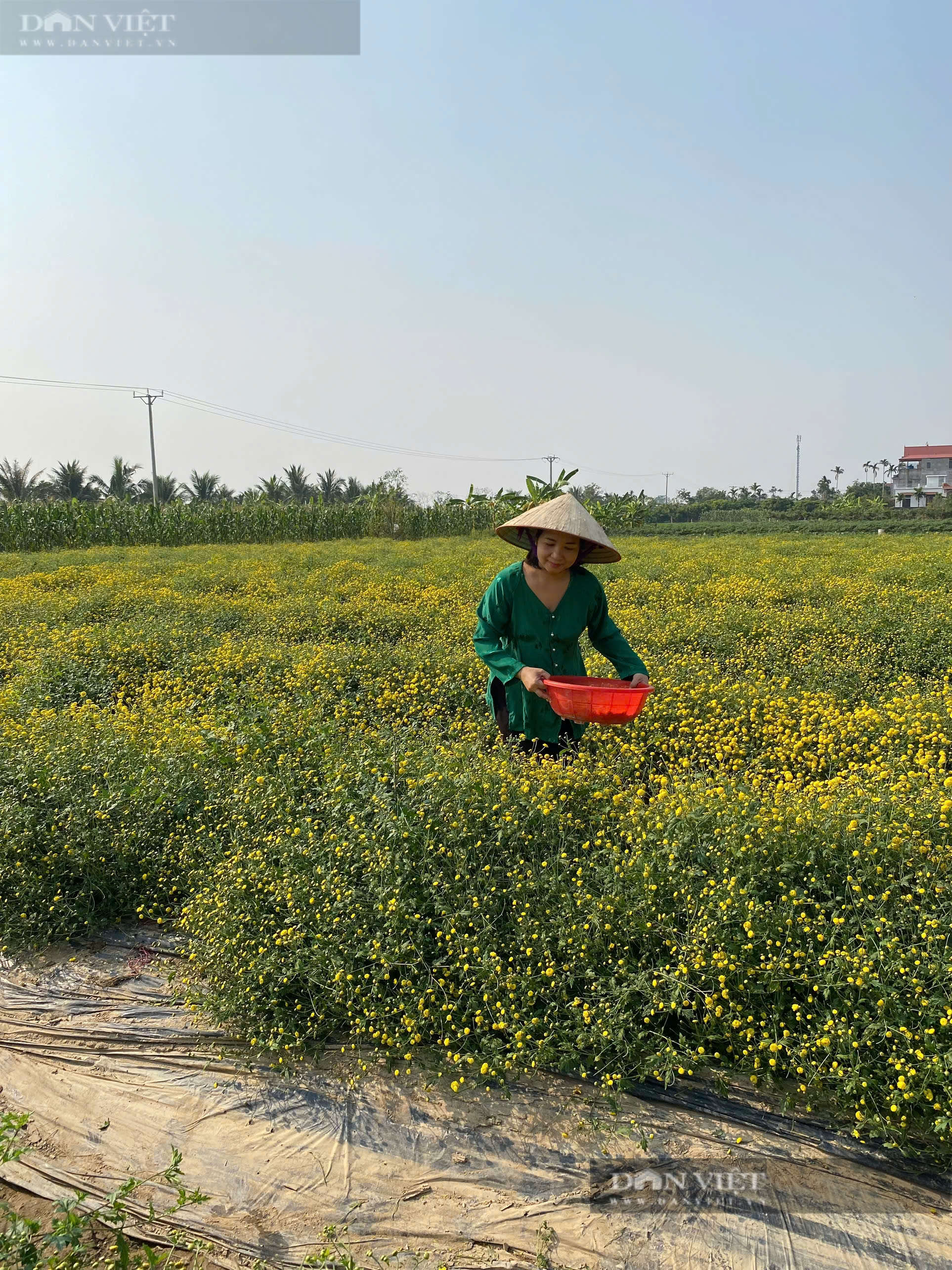 Cánh đồng ở Hải Phòng trồng thứ cây ra hoa cản chả kịp, xưa tiến vua, nay đem tiền cục về nhà nông dân- Ảnh 2.