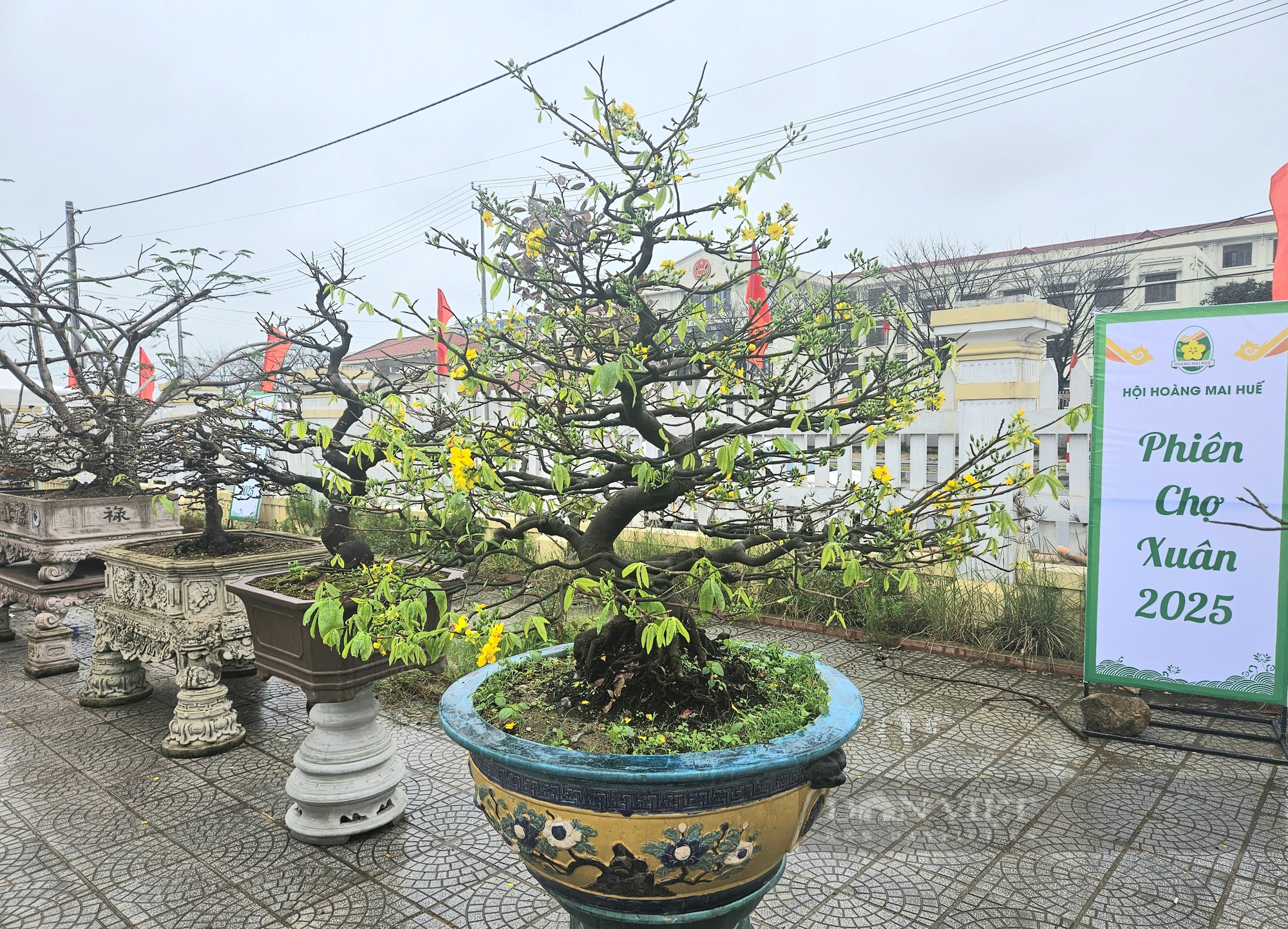 Một phiên chợ mai ở Huế, toàn cây có thế "độc, lạ", nhiều người trả giá hàng trăm triệu để mua đứt - Ảnh 6.