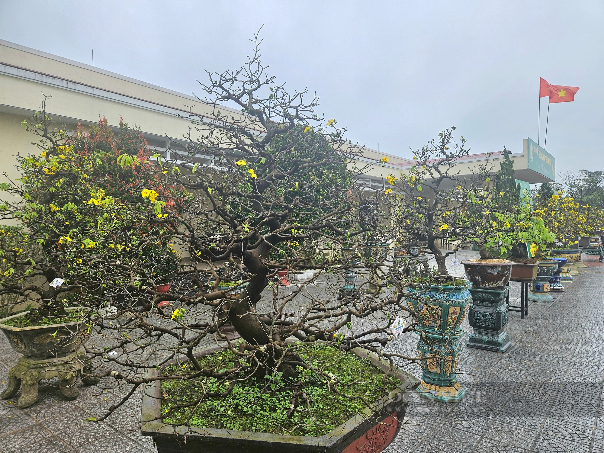 Một phiên chợ mai ở Huế, toàn cây có thế "độc, lạ", nhiều người trả giá hàng trăm triệu để mua đứt - Ảnh 7.