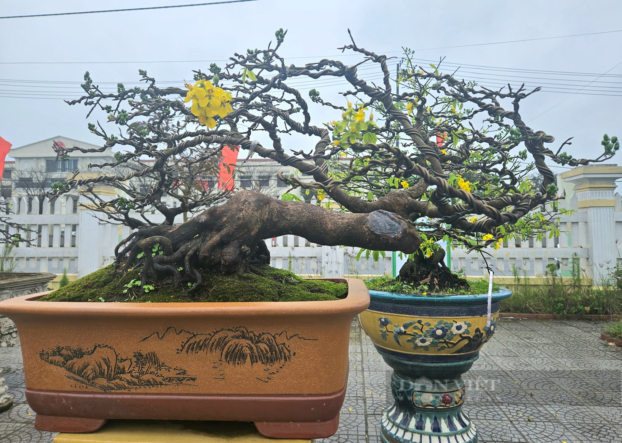 Một phiên chợ mai ở Huế, toàn cây có thế "độc, lạ", nhiều người trả giá hàng trăm triệu để mua đứt - Ảnh 4.