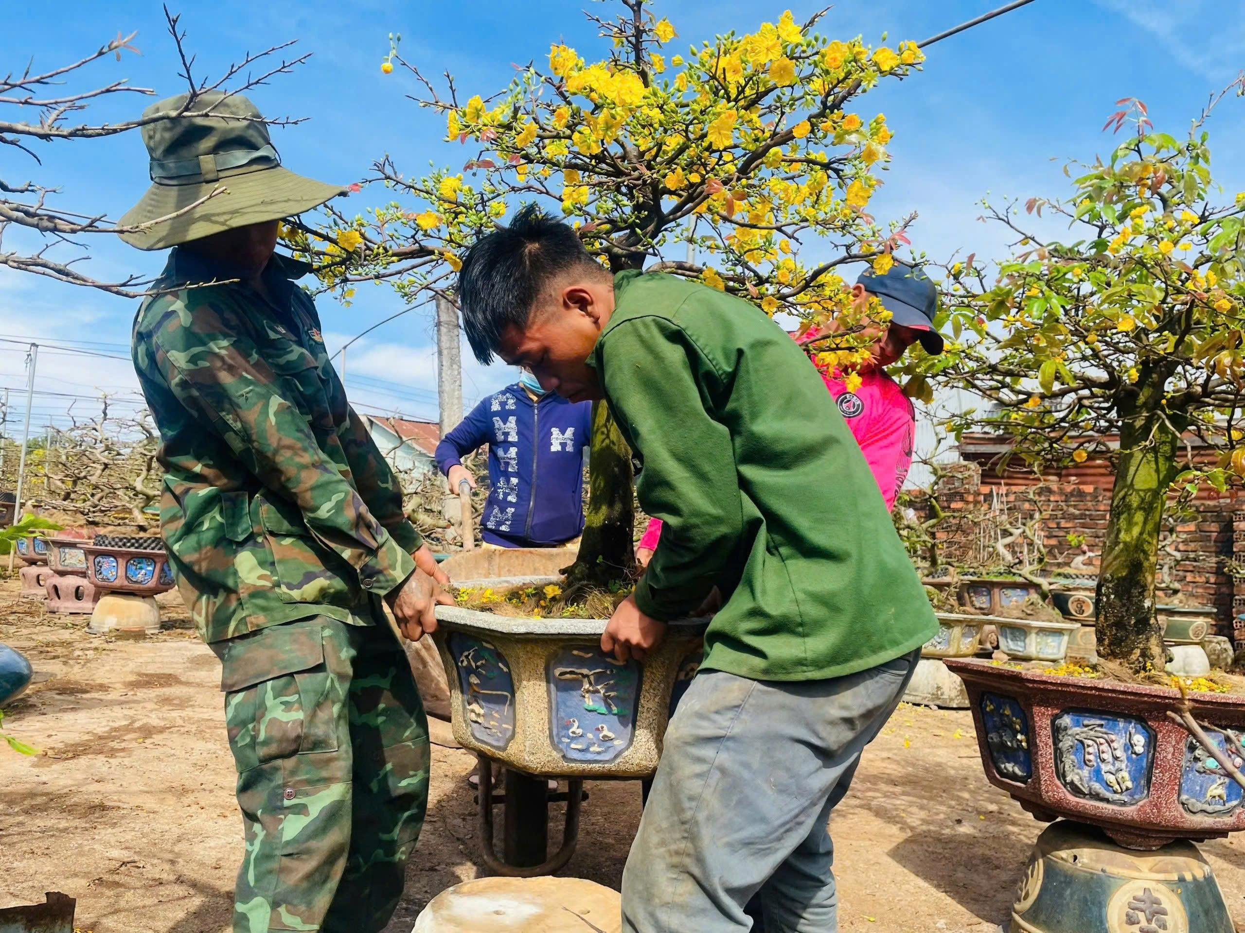 Dịch vụ chăm sóc mai vàng sau Tết vào mùa, nhà vườn tất bật - Ảnh 1.