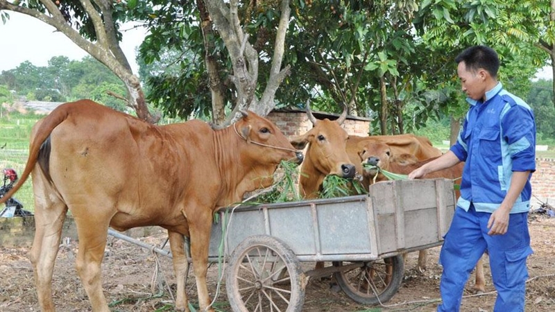 Huyện Phú Bình trao sinh kế, đa dạng các mô hình giảm nghèo giúp người dân ổn định cuộc sống - Ảnh 2.