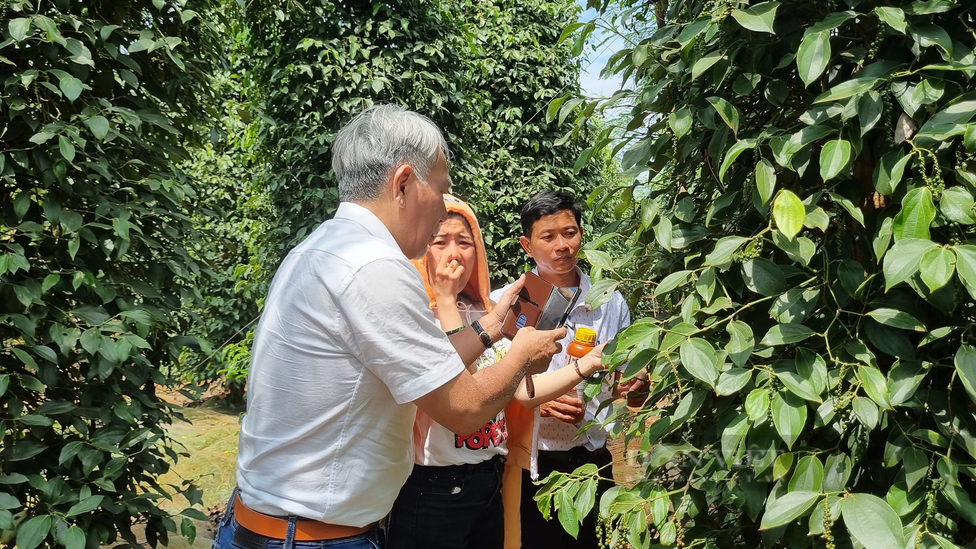 “Số hóa” cho cây, trái… 3 anh nông dân trẻ ở Bình Phước “lột xác” thành ông chủ - Ảnh 5.