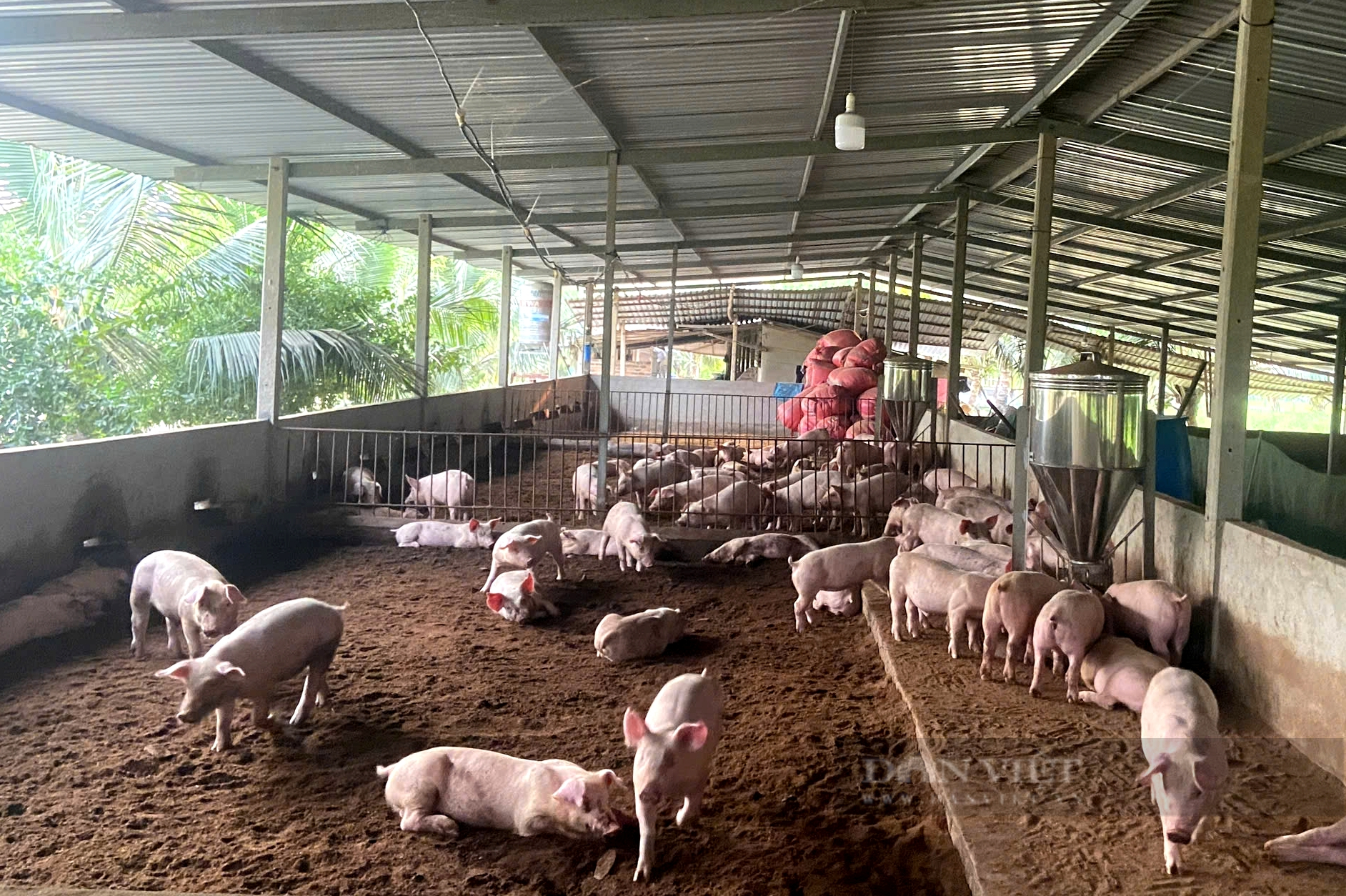 Củ Chi triển khai nhiều mô hình giảm nghèo hiệu quả - Ảnh 1.