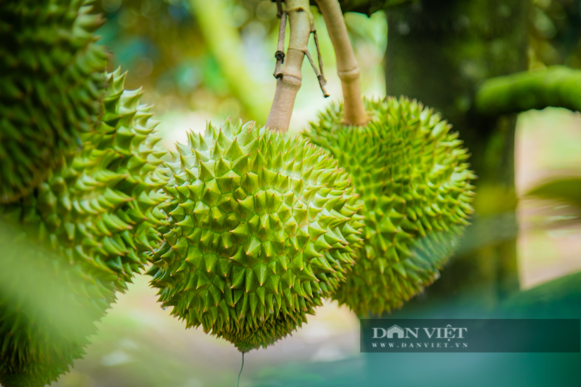 Chủ tịch Hội Nông dân xã ở Đắk Lắk xây dựng mô hình giúp hàng trăm nông dân làm giàu - Ảnh 4.