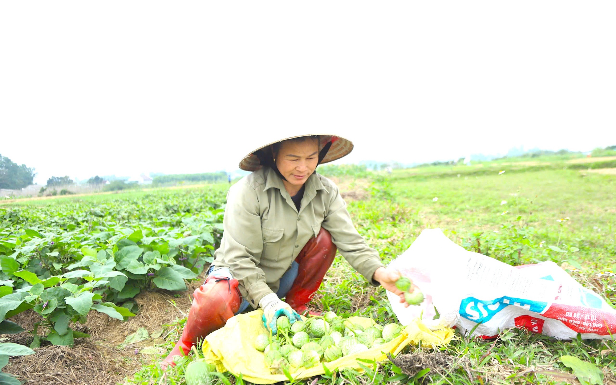 Tỷ phú Nam Định, ở bên Cồn có 2 ông nông dân giàu, ông trồng "rau đặc sản", ông nuôi ốc đặc sản - Ảnh 8.