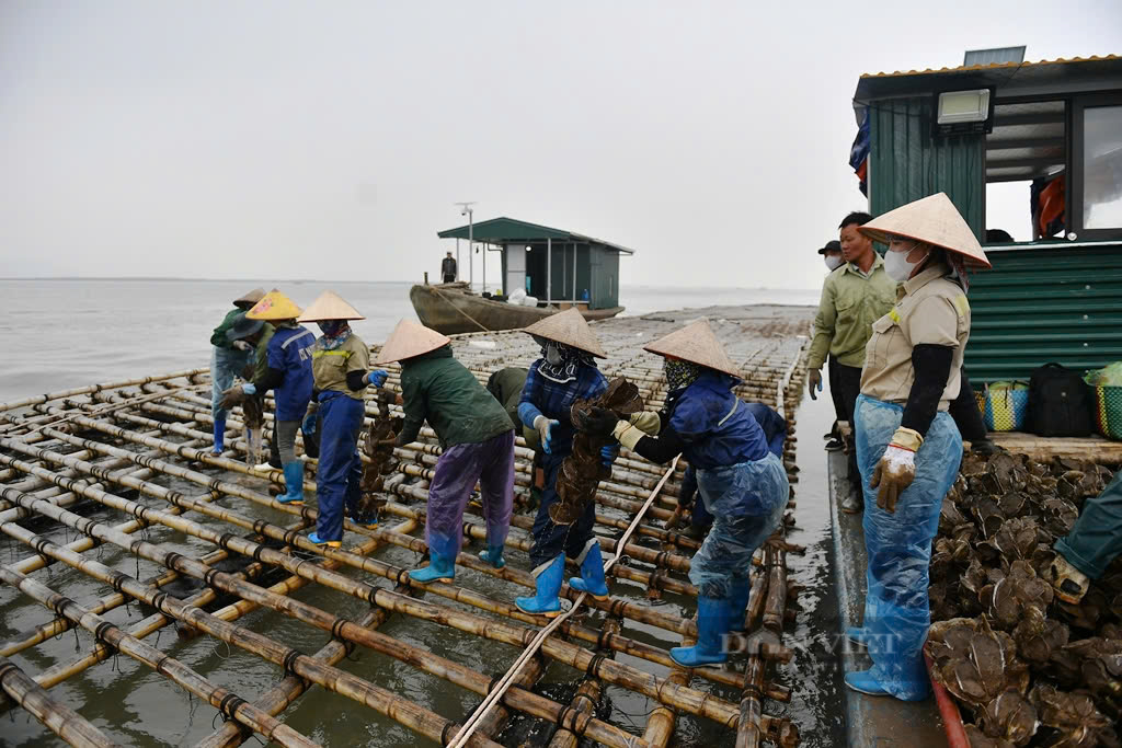 Vụ tranh chấp bè hàu ở Quảng Ninh:  Thấy hàu to béo đến nhận là của mình? - Ảnh 4.