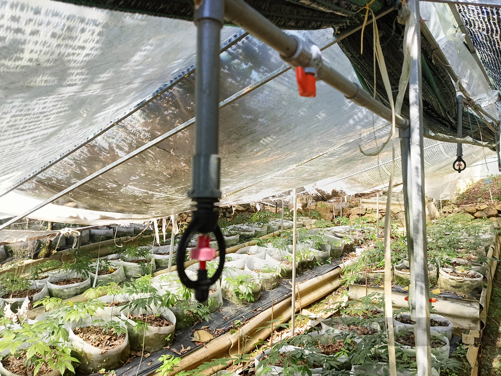 Cây thuốc được người dân Tây Bắc giấu kỹ trong rừng, thu được cả củ, thân, lá bán đến trên 40 triệu đồng/kg - Ảnh 5.