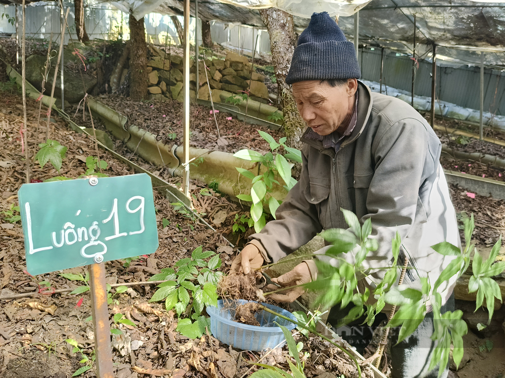 Cây thuốc được người dân Tây Bắc giấu kỹ trong rừng, thu được cả củ, thân, lá bán đến trên 40 triệu đồng/kg - Ảnh 8.