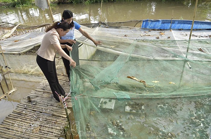 Cũng là ếch thôi, vì sao ở Kiên Giang giá ếch thịt giảm xuống mà giá ếch giống lại tăng lên? - Ảnh 1.