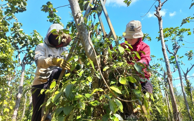 Nông thôn mới Quảng Bình, dân nhận tiền tỷ đền bù rồi chi tiêu thế nào mà làng đẹp như phim? - Ảnh 12.