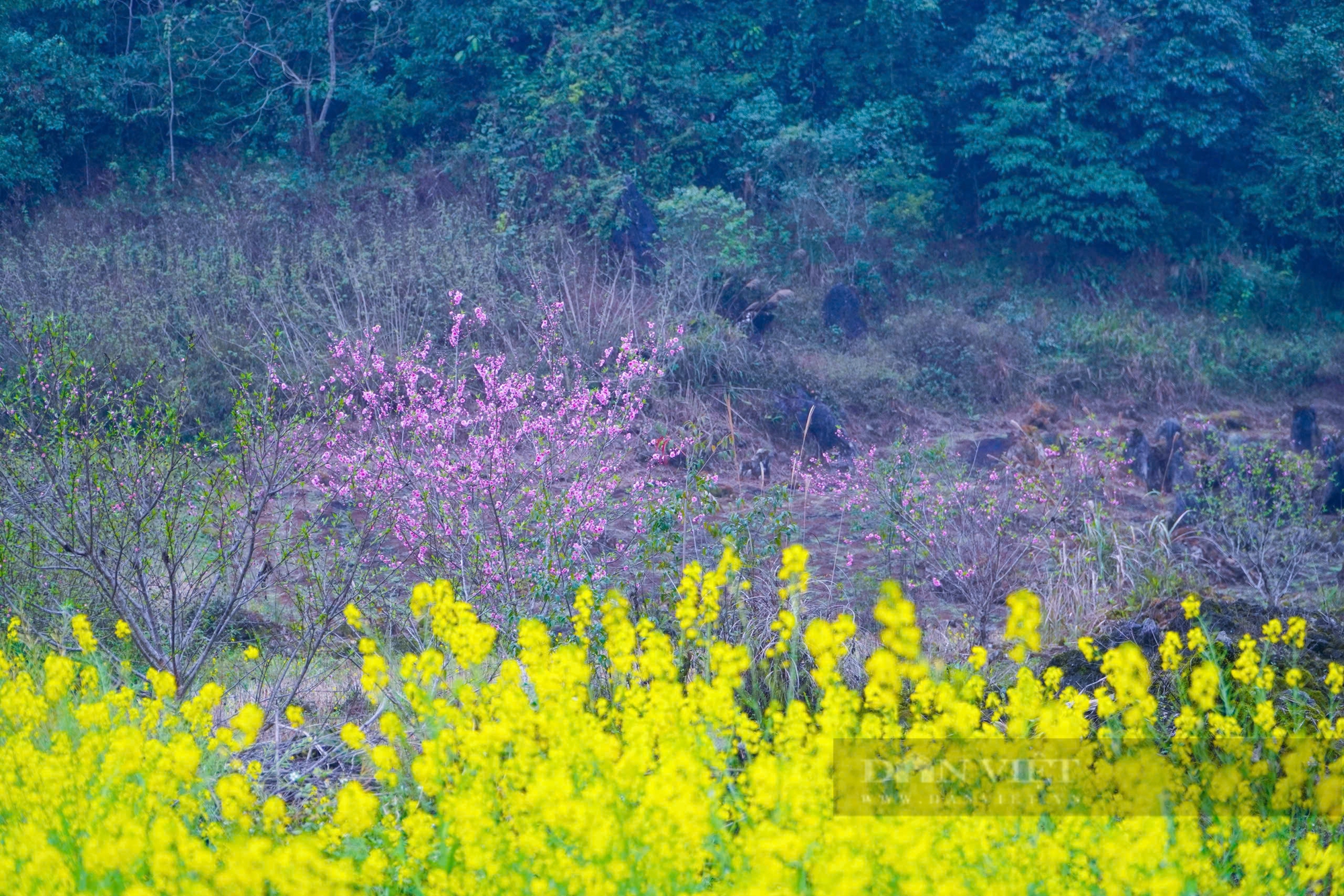 Hà Giang - nơi đẹp nhất vào mùa xuân - Ảnh 3.