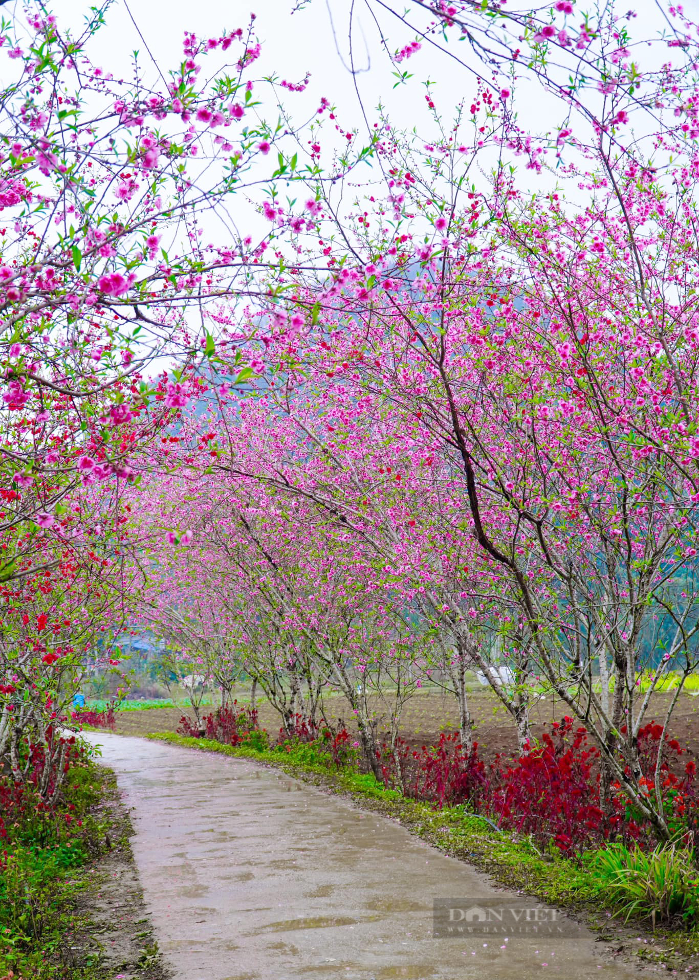 Hà Giang - nơi đẹp nhất vào mùa xuân - Ảnh 4.