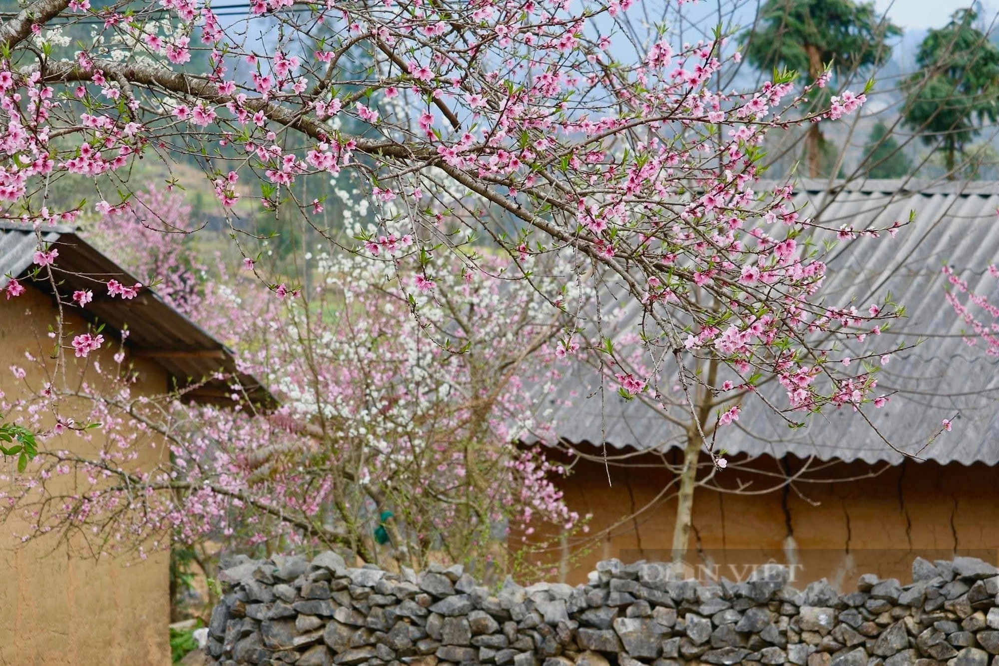 Hà Giang - nơi đẹp nhất vào mùa xuân - Ảnh 8.