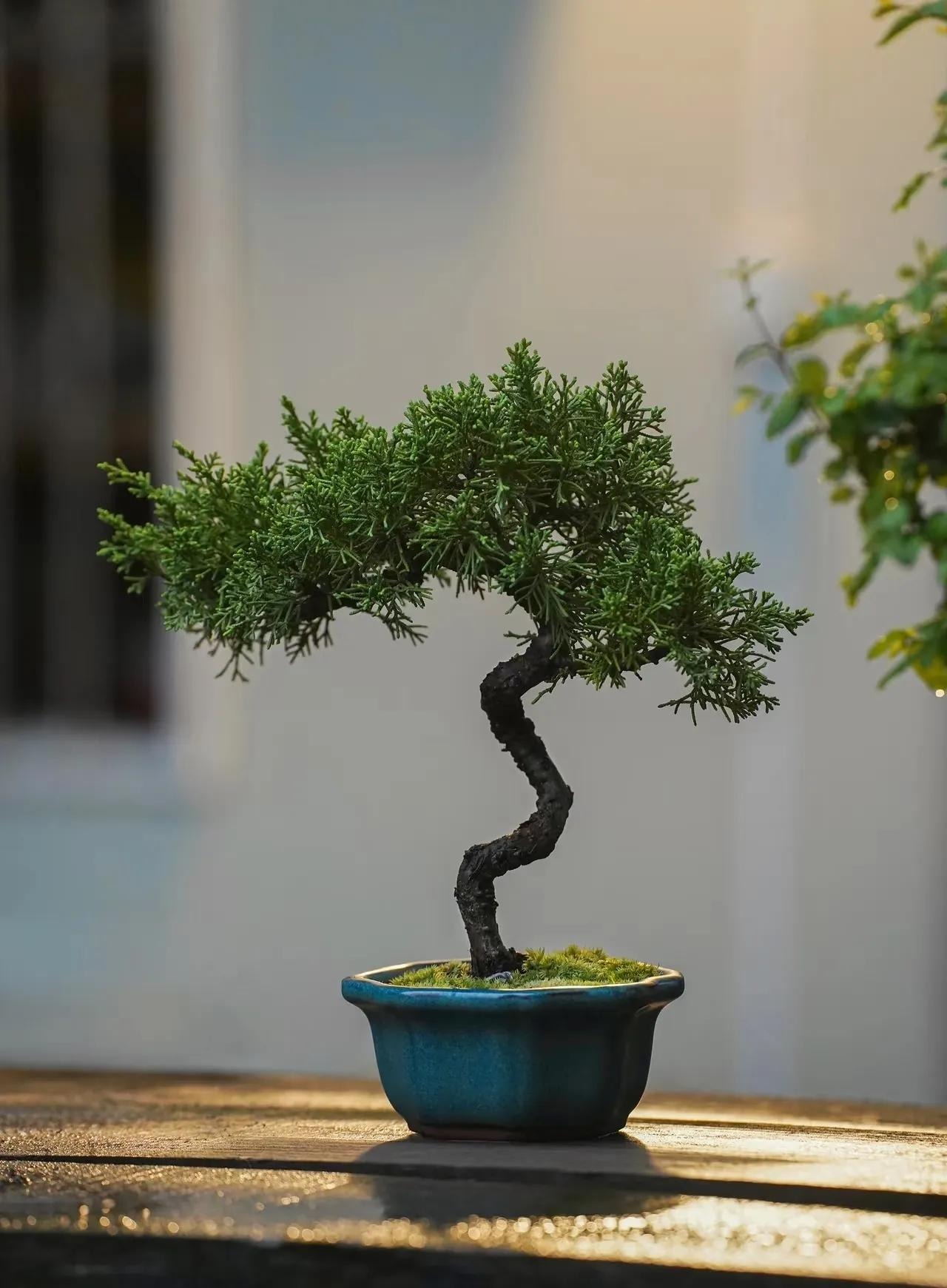 8 cây cảnh 