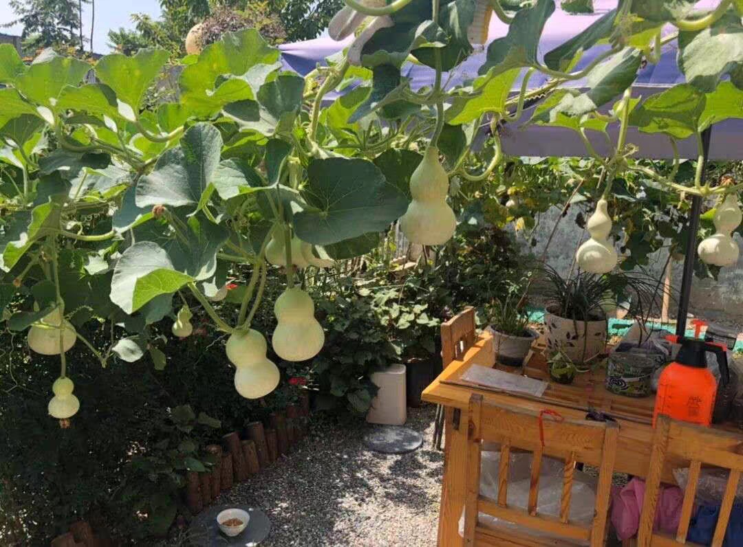 8 cây cảnh 