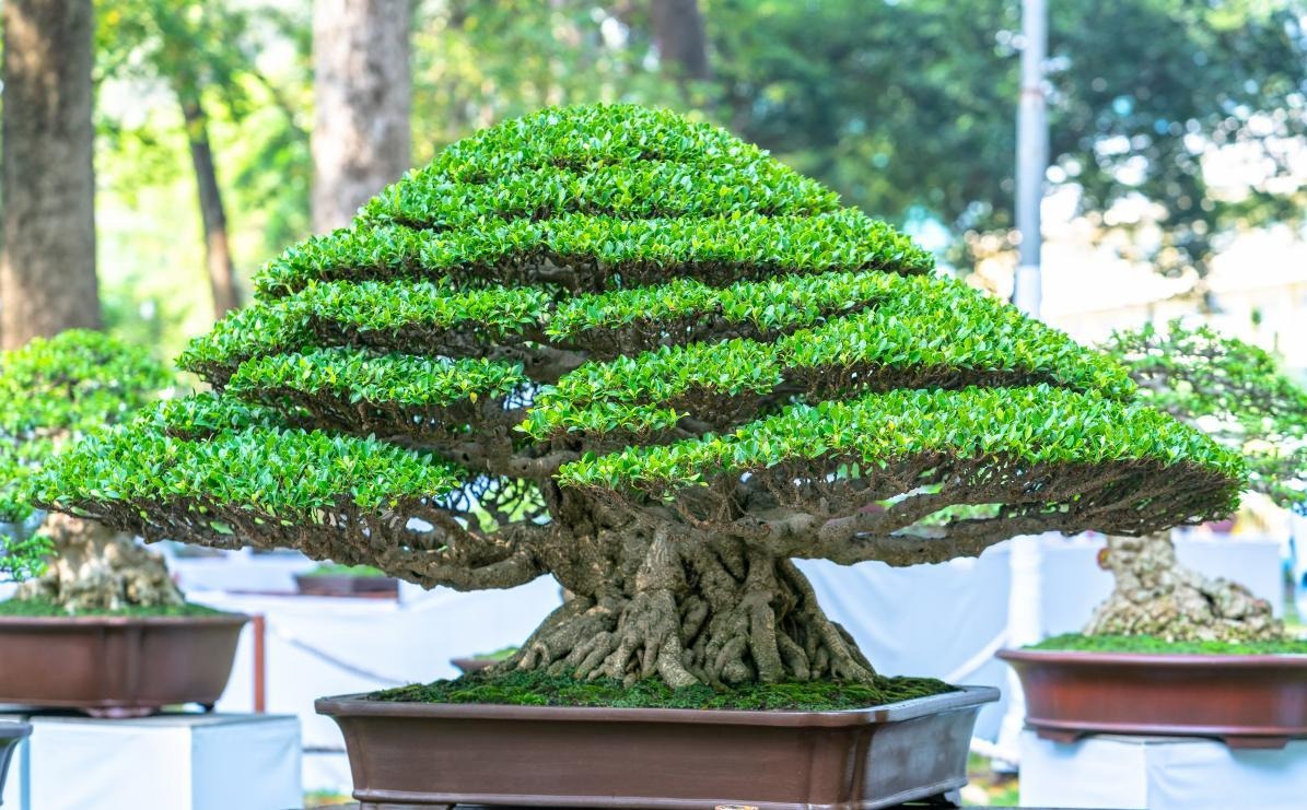 8 cây cảnh 
