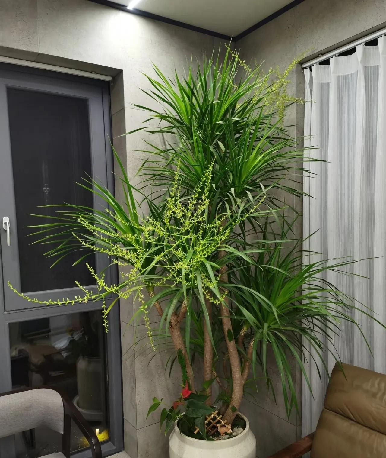 8 cây cảnh 