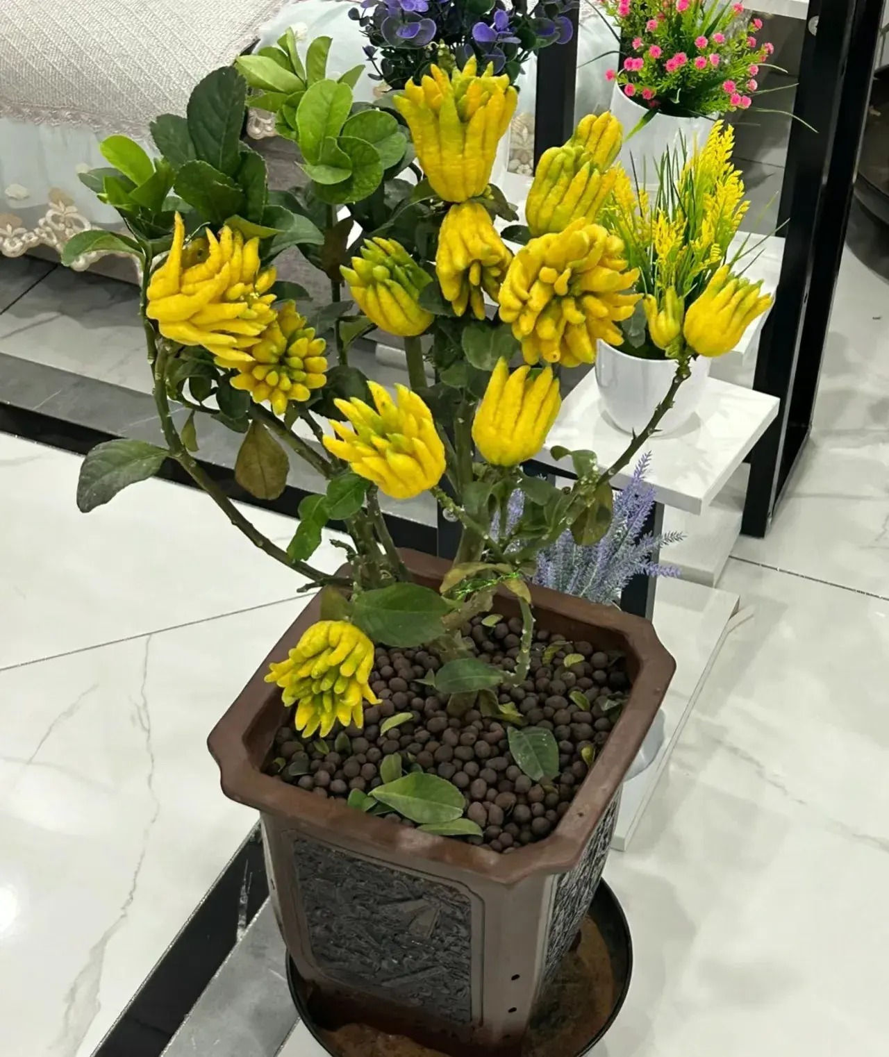 8 cây cảnh 