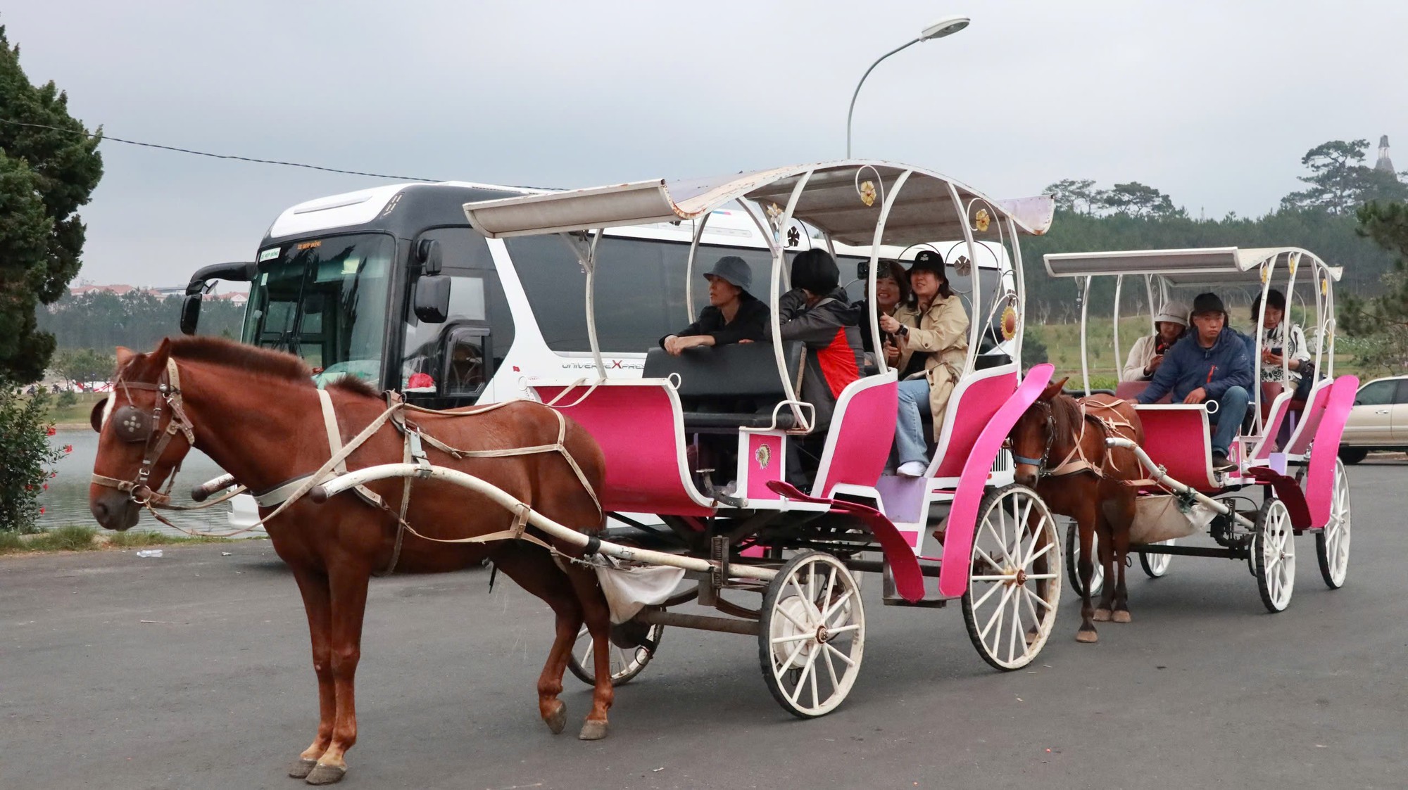 Vì sao xe ngựa chở du khách tại hồ Xuân Hương ở TP.Đà Lạt phải ngừng hoạt động?- Ảnh 2.