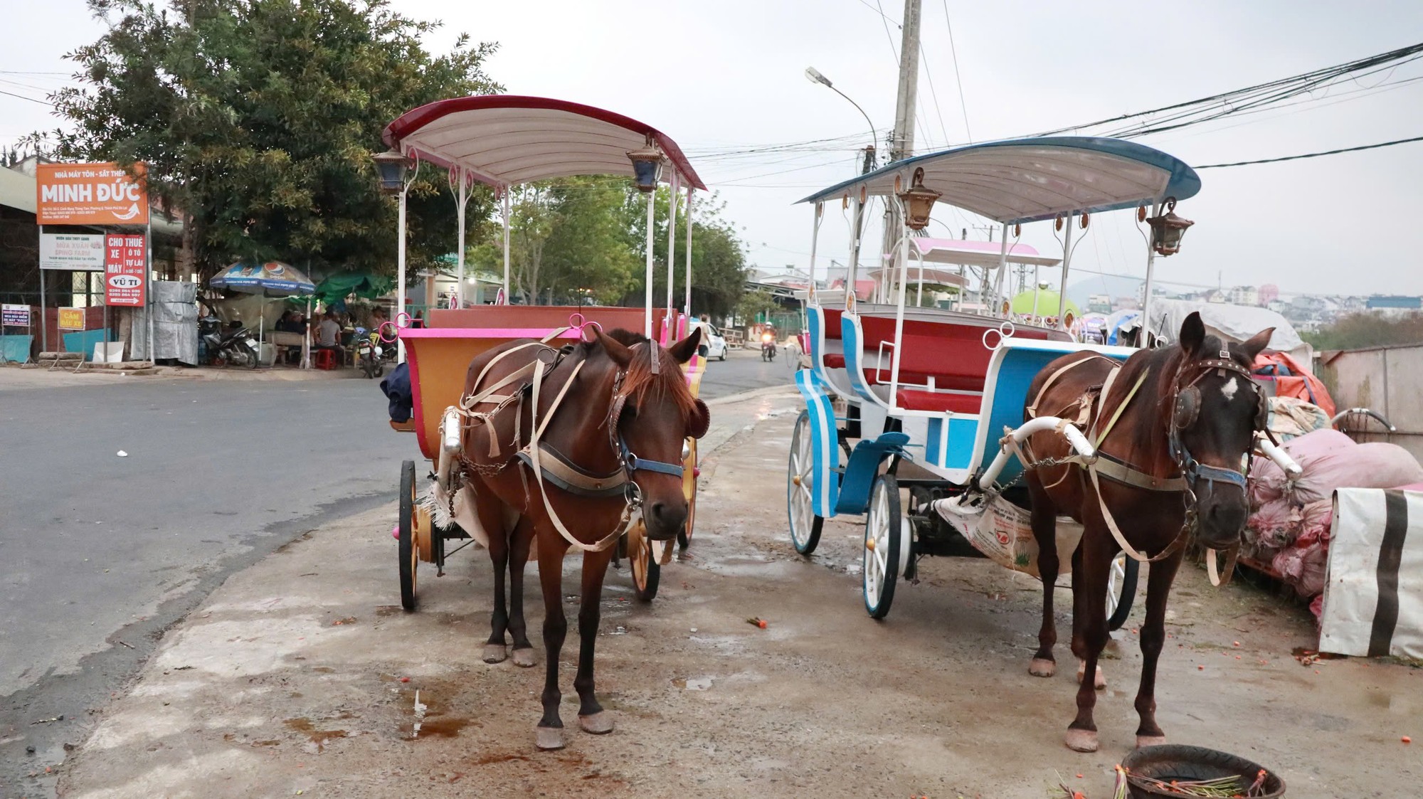 Vì sao xe ngựa chở du khách tại hồ Xuân Hương ở TP.Đà Lạt phải ngừng hoạt động?- Ảnh 4.