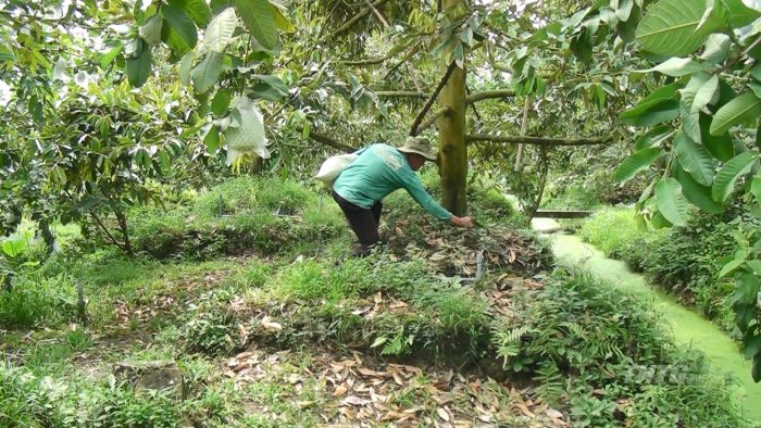 Một ông nông dân Tiền Giang trồng xen canh sầu riêng với cây ổi kiểu gì mà hễ có trái là ra tiền tỷ?- Ảnh 3.