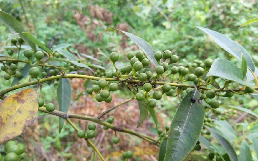 Anh phóng viên trồng lúa “ngon nhất thế giới” tại Lâm Đồng, bán giá 40.000 đồng/kg - Ảnh 11.