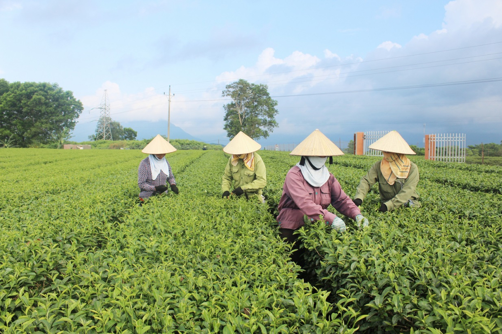 Hội Nông dân huyện Hải Hà hỗ trợ nông dân phát triển sản phẩm OCOP - Ảnh 4.