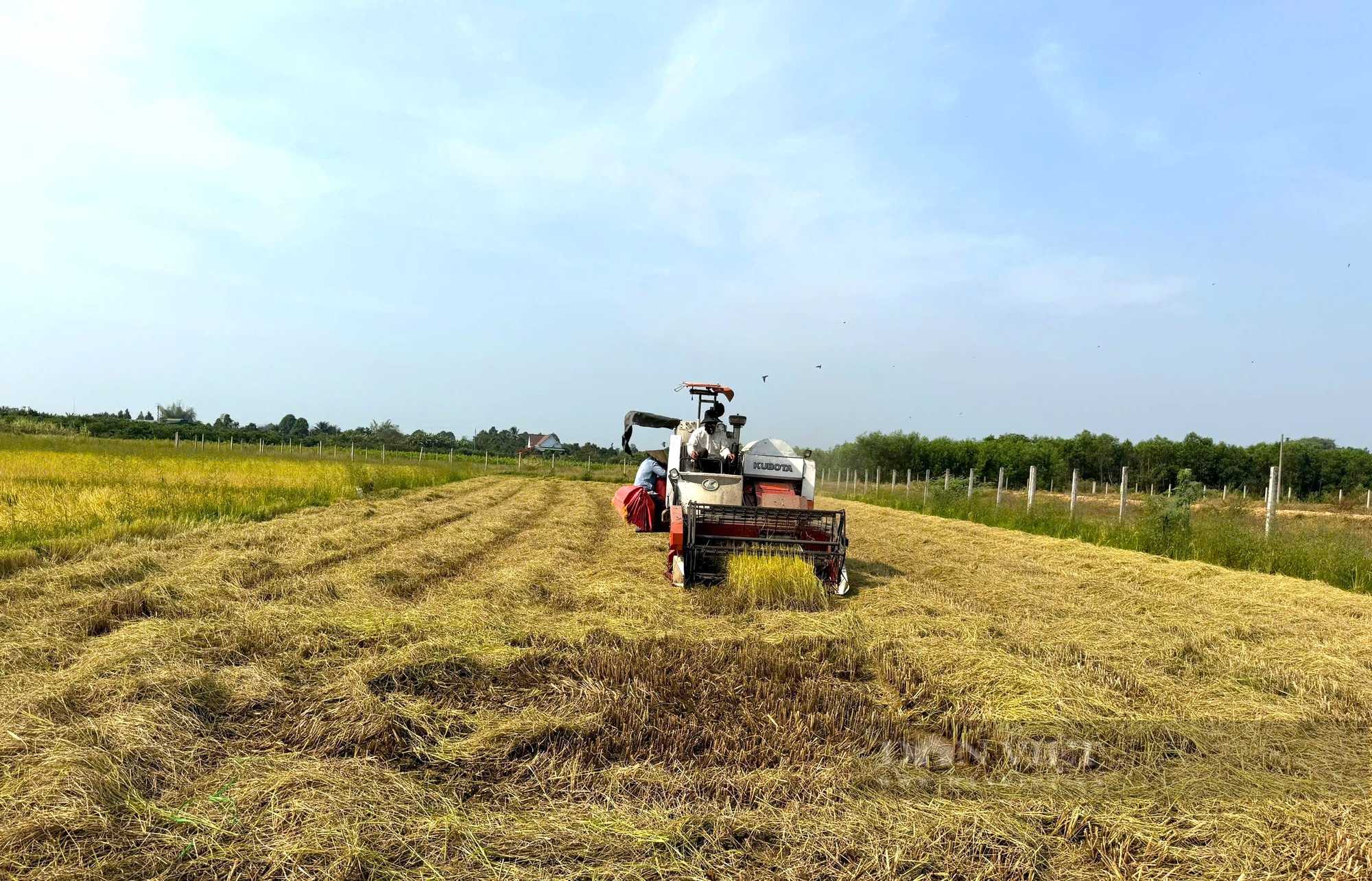 Anh phóng viên trồng lúa “ngon nhất thế giới” tại Lâm Đồng, bán 40.000 đồng/kg - Ảnh 1.