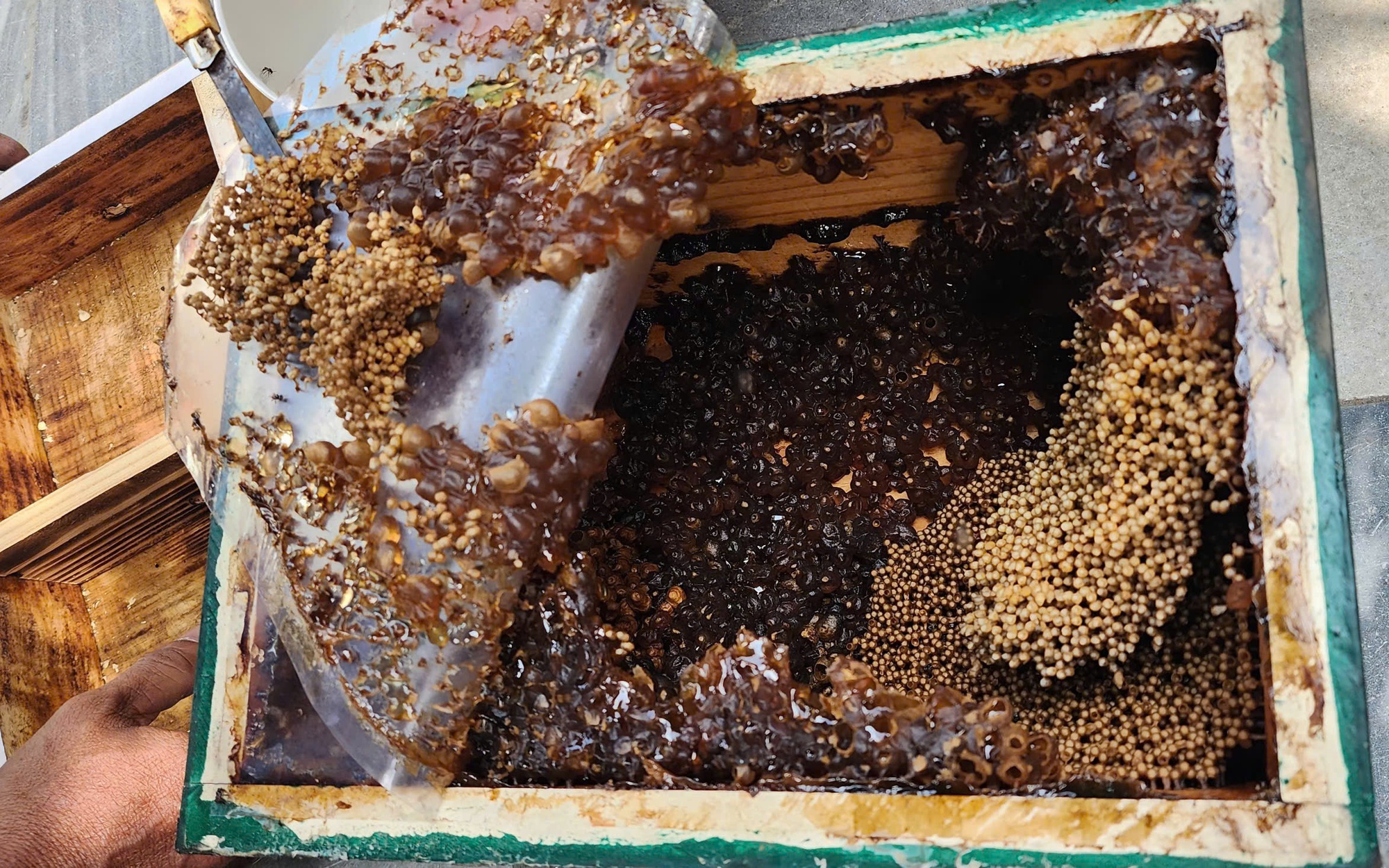 Tỷ phú Kiên Giang, trồng lúa trên cánh đồng 500ha không dấu chân, vườn 3 tầng cây trái - Ảnh 3.