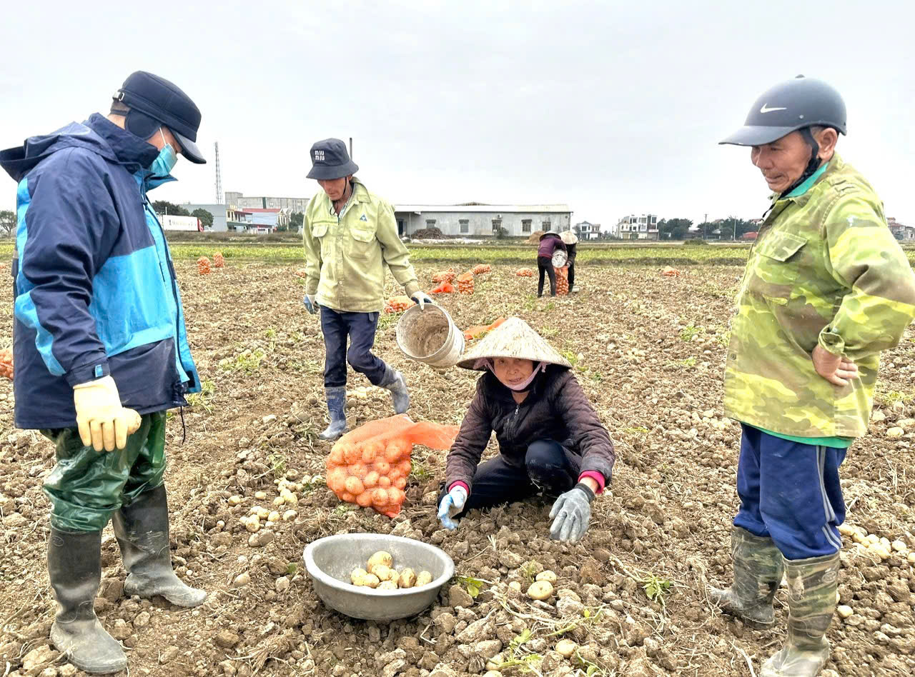 Đưa cơ giới hóa vào sản xuất ở Ninh Bình: Nông dân trồng cây khoai tây nhàn tênh - Ảnh 7.