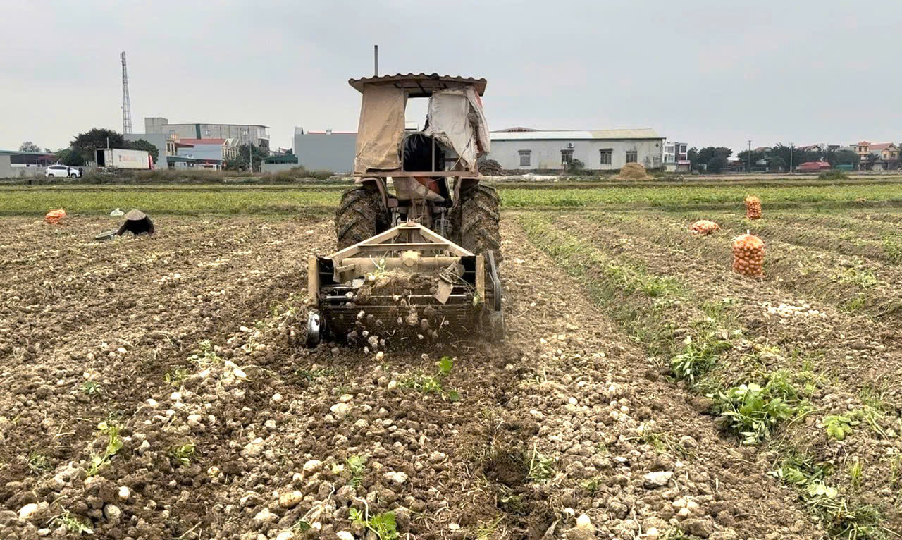 Đưa cơ giới hóa vào sản xuất ở Ninh Bình: Nông dân trồng cây khoai tây nhàn tênh - Ảnh 2.