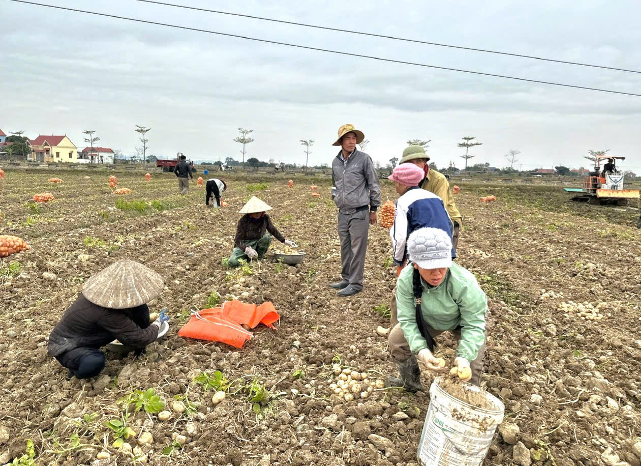 Đưa cơ giới hóa vào sản xuất ở Ninh Bình: Nông dân trồng cây khoai tây nhàn tênh - Ảnh 1.