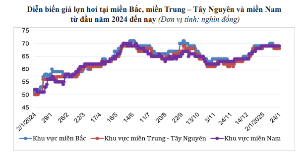 Lợn hơi vẫn tăng giá liên tiếp, vượt xa so với giá lợn của Trung Quốc - Ảnh 3.