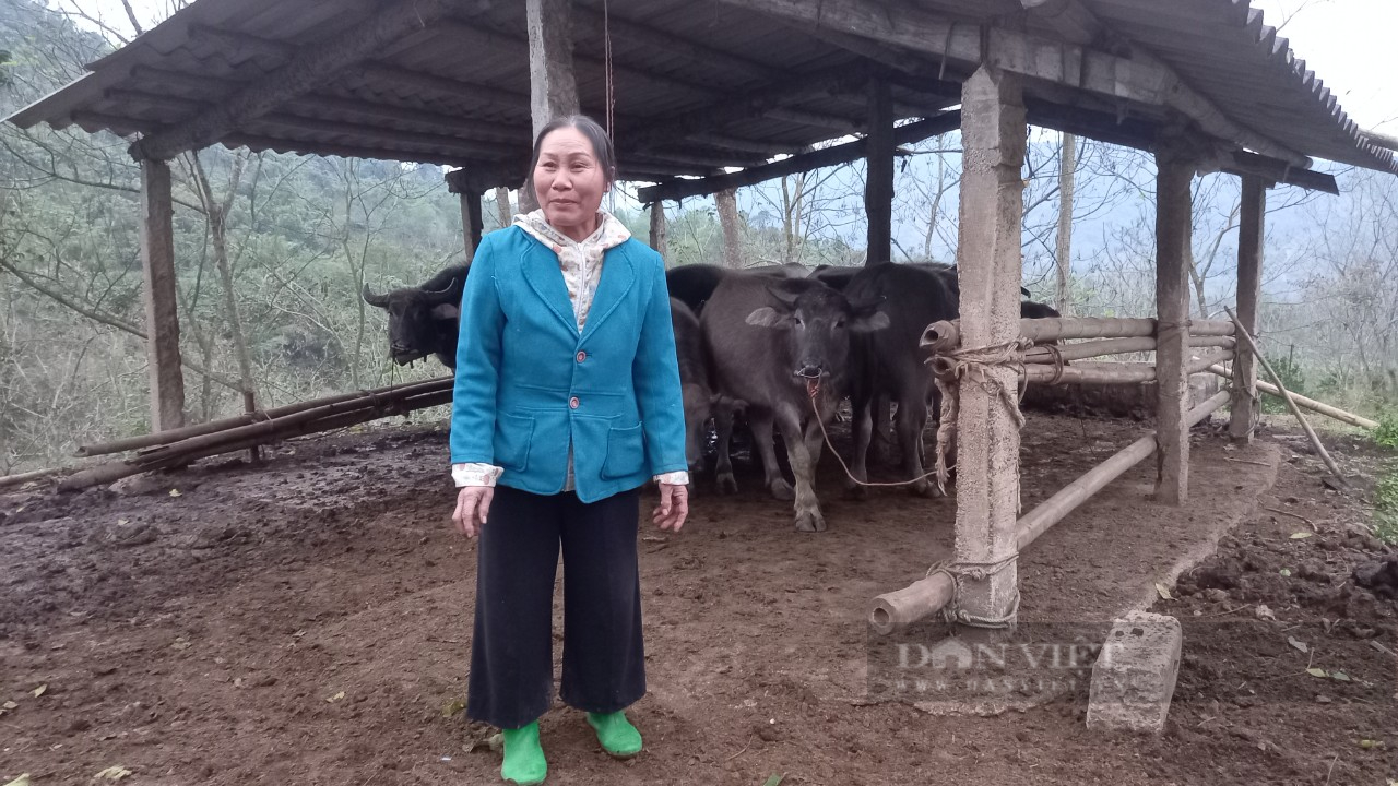 Người phụ nữ Mường một mình lên núi trồng rừng nuôi trâu - Ảnh 2.
