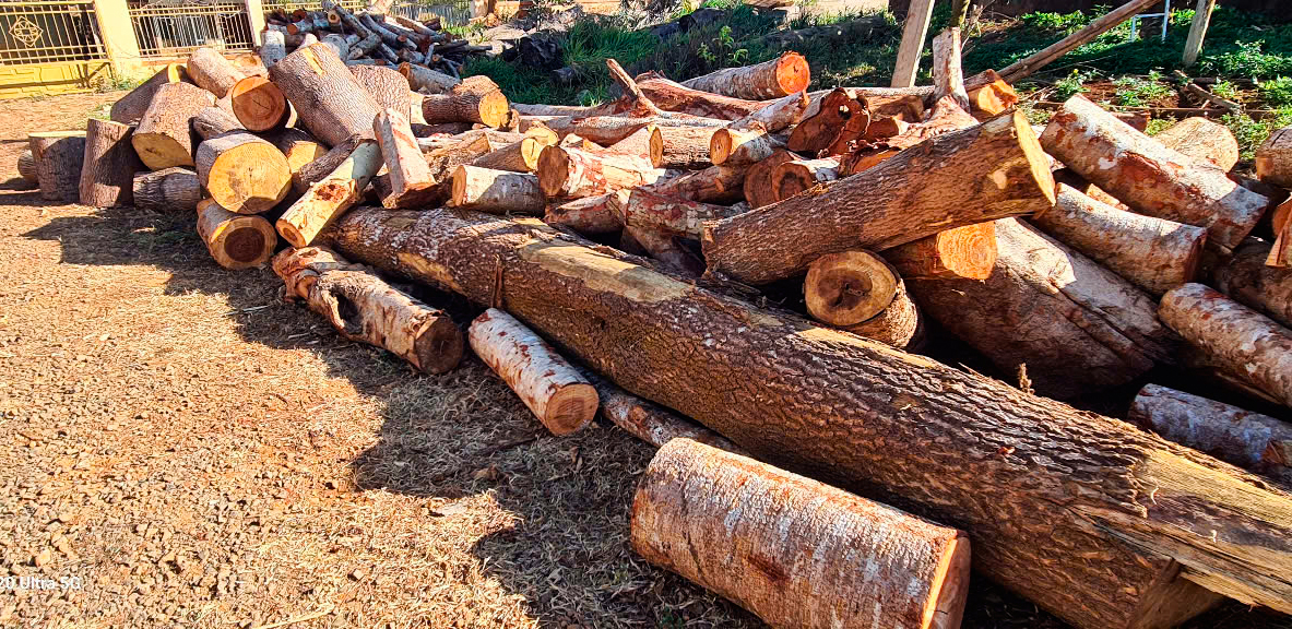Vụ gần 600 cây gỗ bị cưa hạ ở Đắk Nông: Trách nhiệm thuộc về ai? - Ảnh 3.