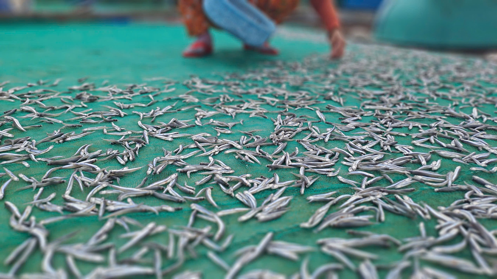 Vây lưới "trúng" mẻ cá cơm tươi roi rói, ngư dân vui vì có tiền, cười nói rôm rả, xôn xao cả làng- Ảnh 12.