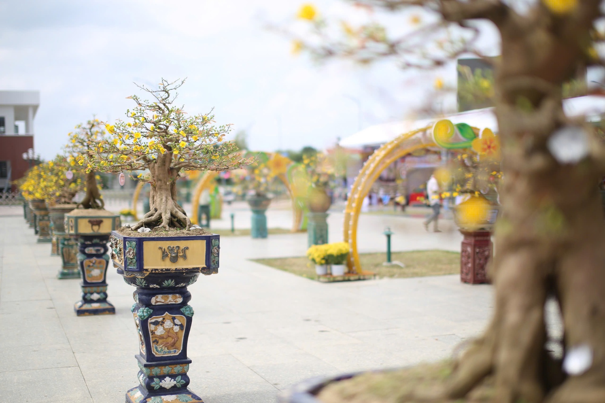 "Độc, lạ" loạt gốc mai có dáng thế "siêu khủng, siêu đẹp" tại Bình Định- Ảnh 18.