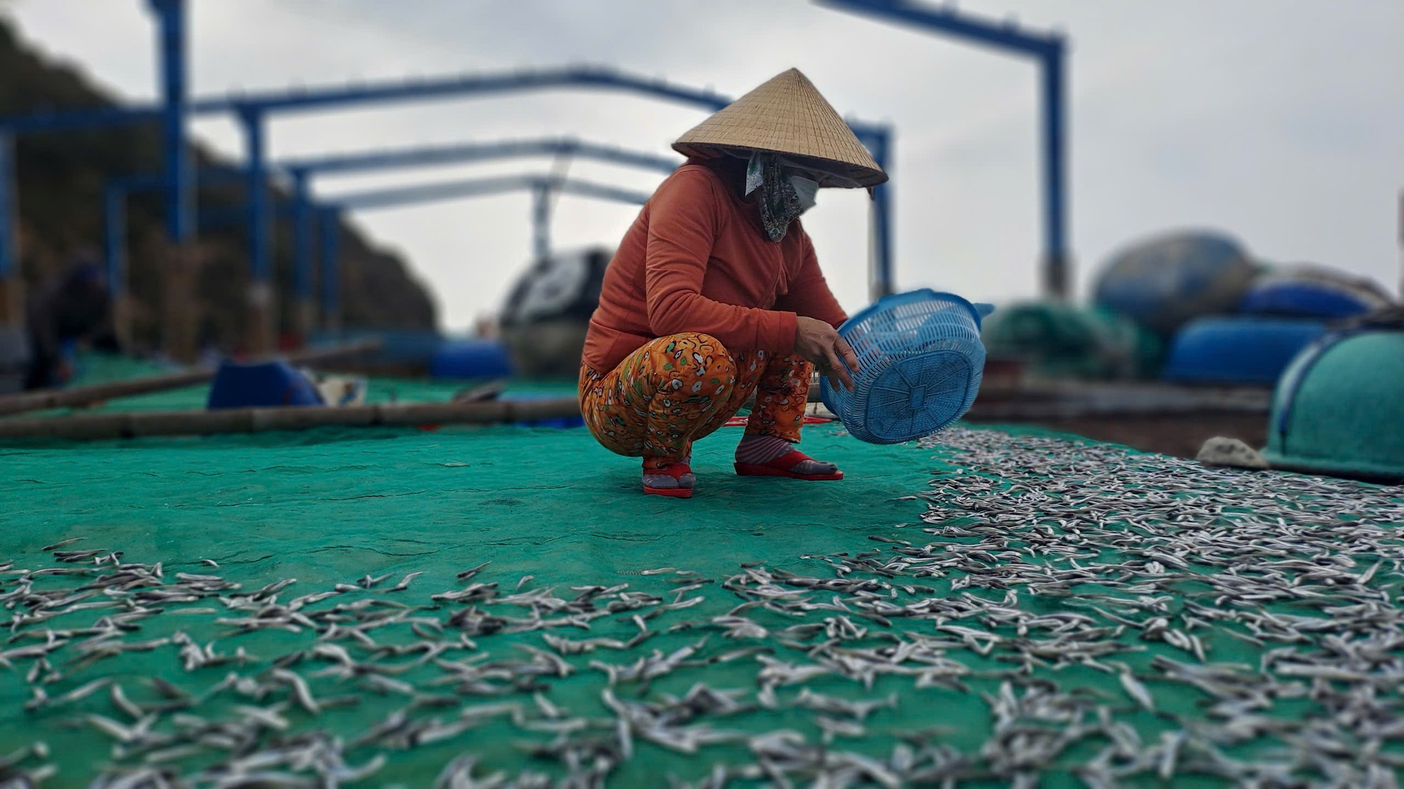 Vây lưới "trúng" mẻ cá cơm tươi roi rói, ngư dân vui vì có tiền, cười nói rôm rả, xôn xao cả làng- Ảnh 15.