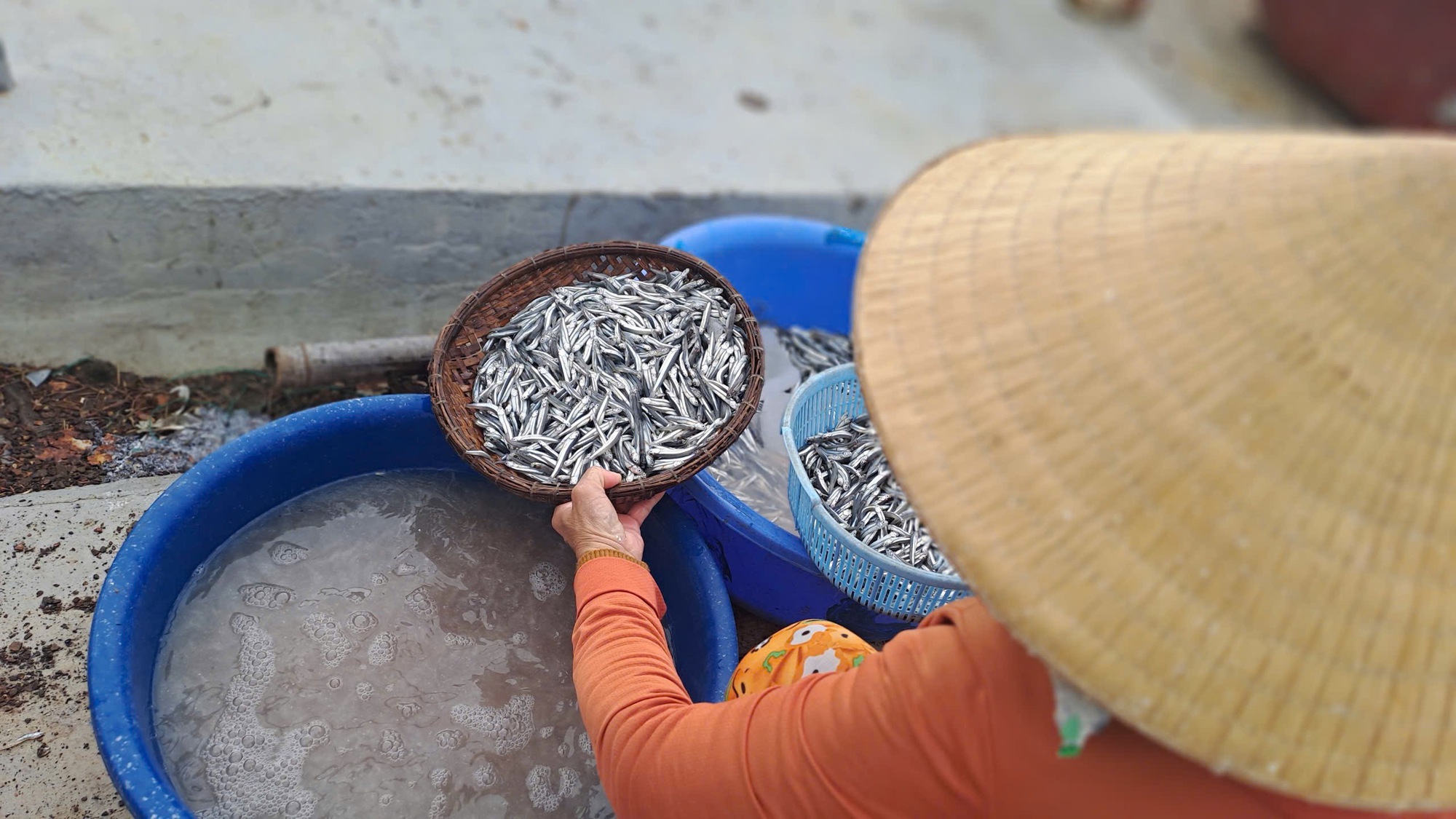 Vây lưới "trúng" mẻ cá cơm tươi roi rói, ngư dân vui vì có tiền, cười nói rôm rả, xôn xao cả làng- Ảnh 2.