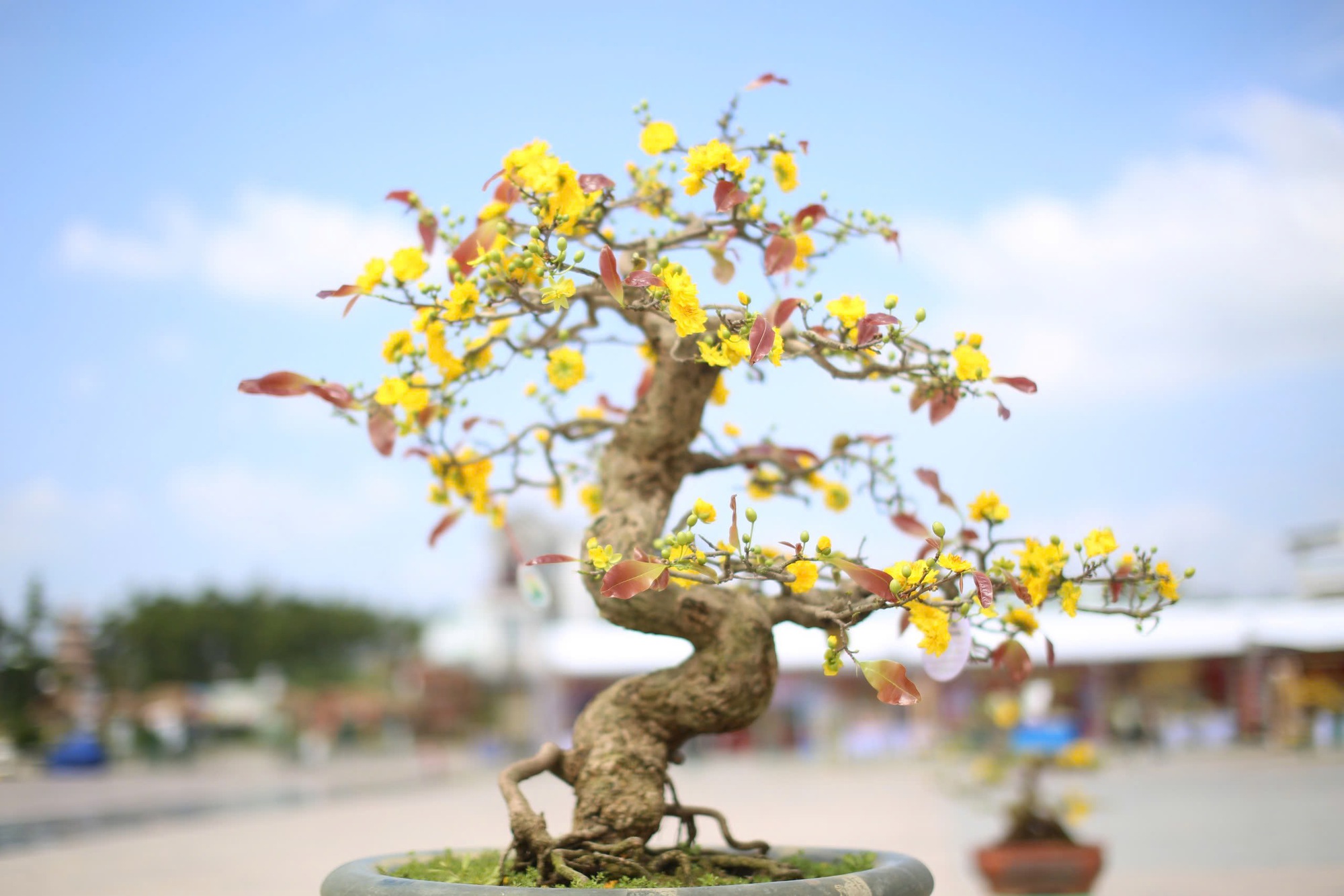 "Độc, lạ" loạt gốc mai có dáng thế "siêu khủng, siêu đẹp" tại Bình Định- Ảnh 14.
