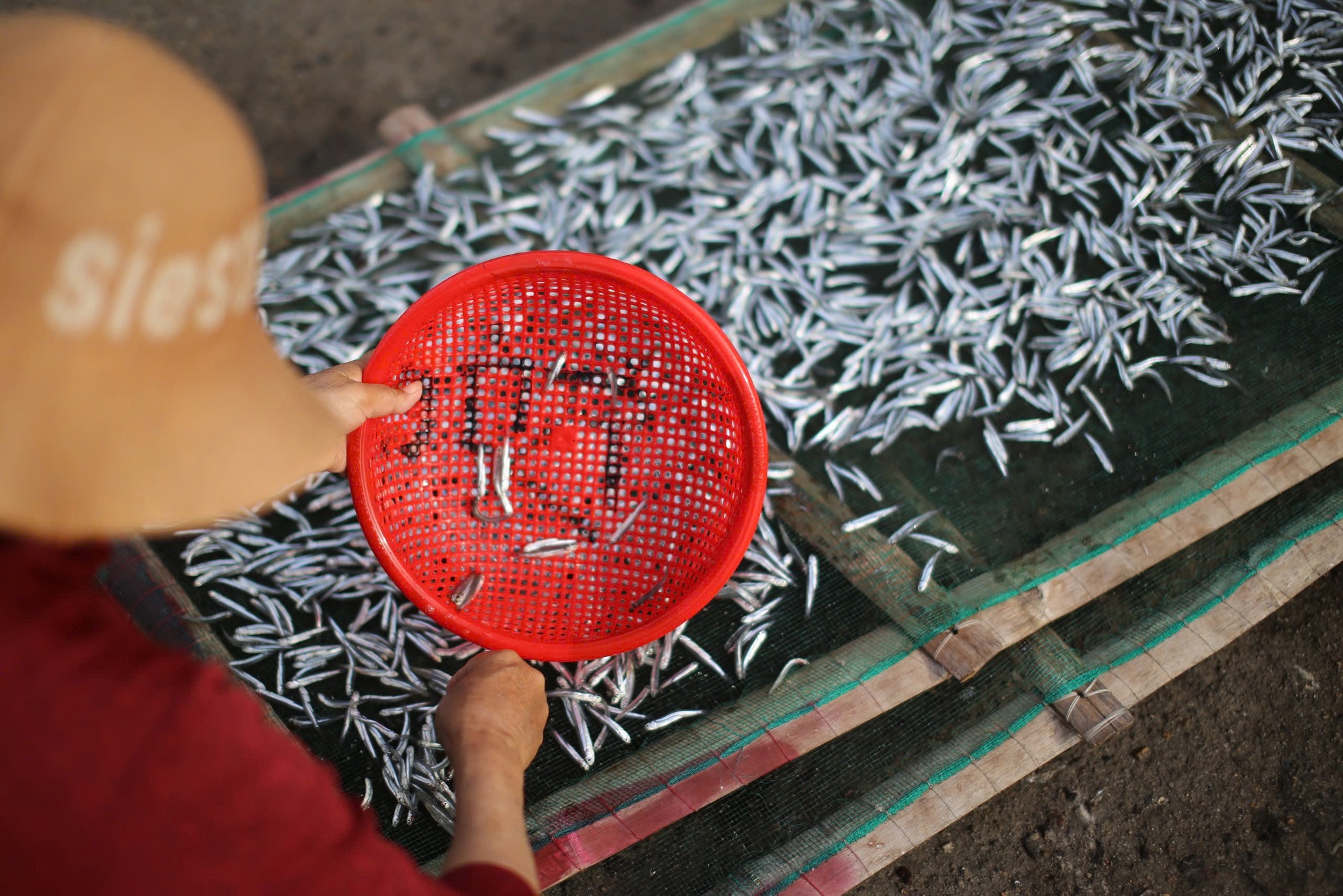Vây lưới "trúng" mẻ cá cơm tươi roi rói, ngư dân vui vì có tiền, cười nói rôm rả, xôn xao cả làng- Ảnh 16.