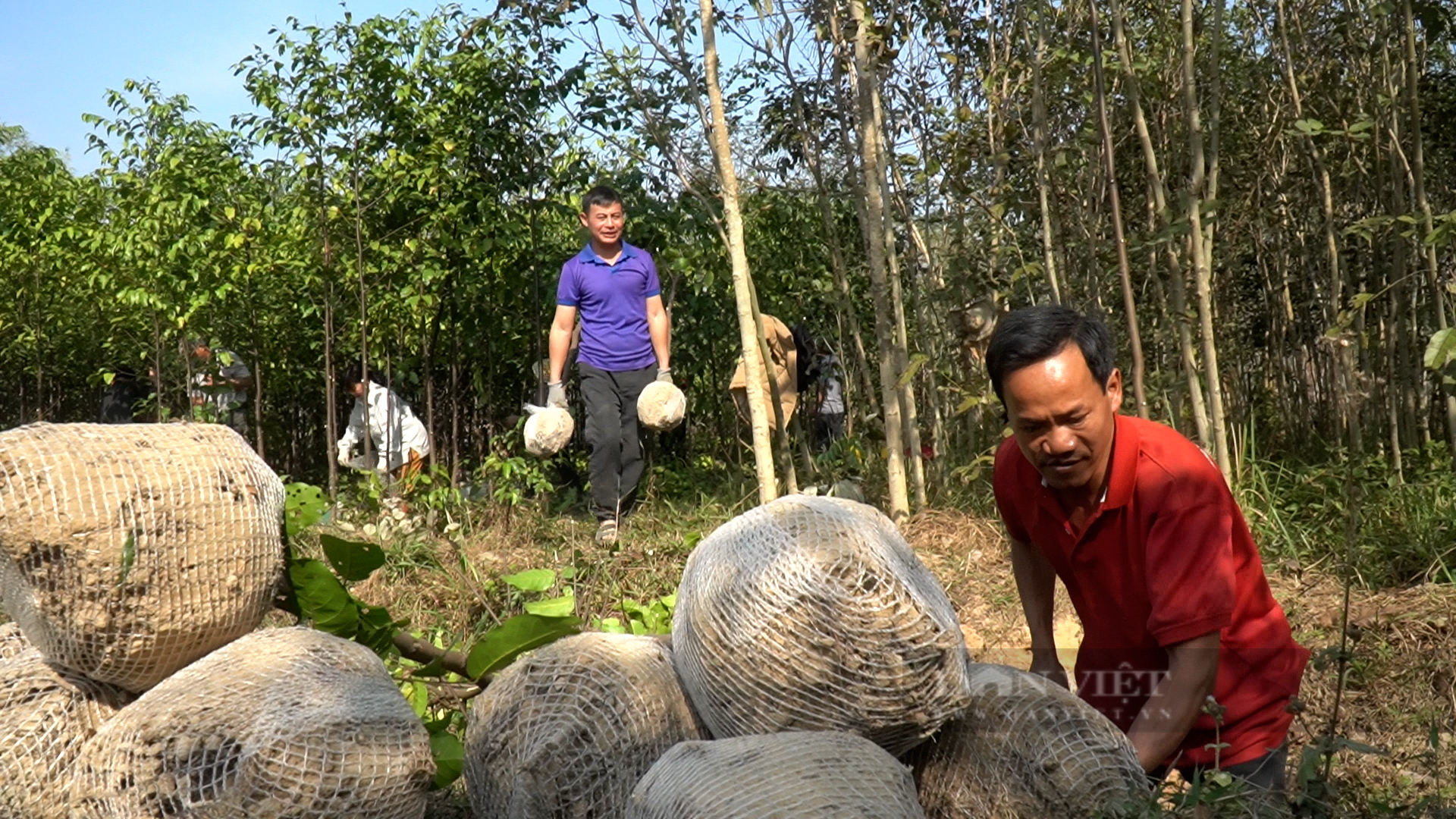 Trồng thứ cây đầu năm đào bán, nông dân một làng ở Bắc Giang "làm không hết việc", có hộ thu lãi cả tỷ đồng - Ảnh 2.